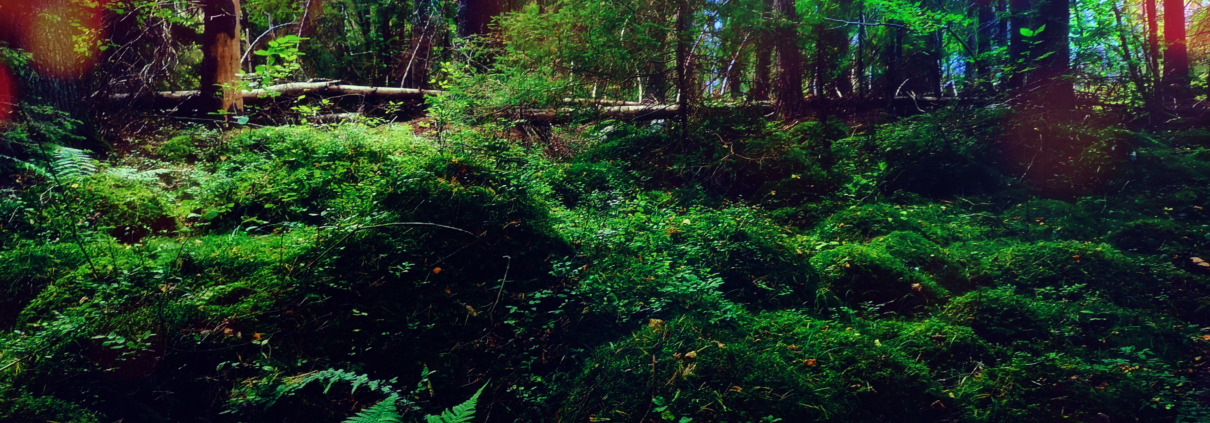 Skogen_bild